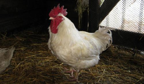 Корнуэльские куры. История появления