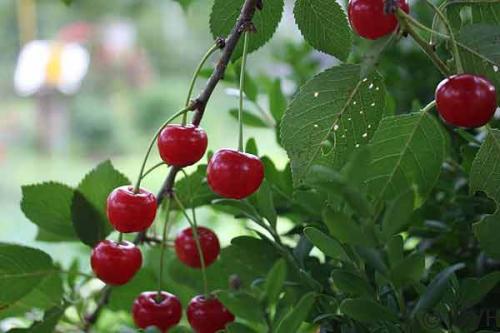 Рулет из лаваша с вишней. Творожно-вишневый рулет из лаваша