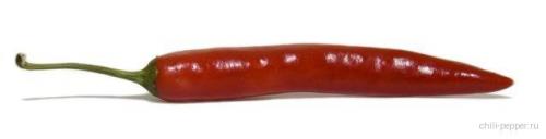 Перец чили. История перца чили