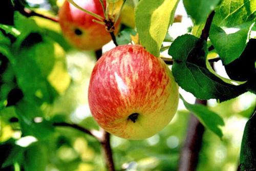 Как приготовить яблочный компот. Общие постулаты приготовления