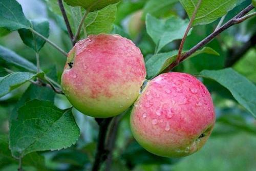 Как приготовить яблочный компот. Общие постулаты приготовления