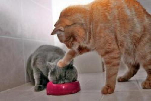 Пирог с вишней на кефире без яиц. Пирог с вишней – выпечка без яйца и дрожжей