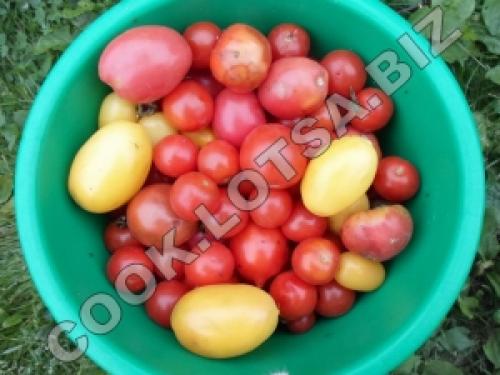 Помидоры маринованные с петрушкой и чесноком. Способ приготовления: