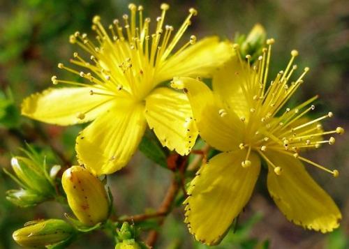 Лечение аденоидов у детей комаровский. Лечение народными средствами