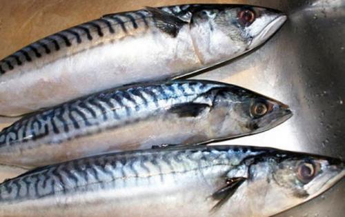 Скумбрия горячего копчения в домашних условиях. Процесс копчения скумбрии в домашних условиях