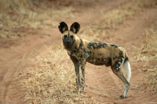 ТОП 5 самых быстрых животных в мире. Топ 10 Самые быстрые животные в мире