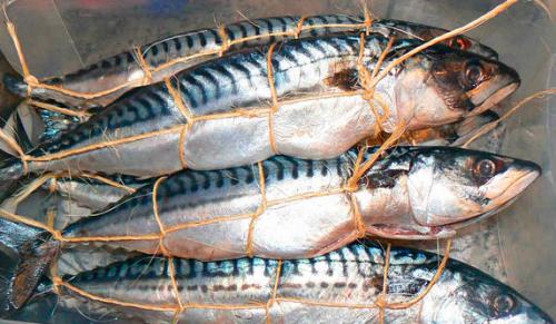 Скумбрия горячего копчения в домашних условиях. Процесс копчения скумбрии в домашних условиях