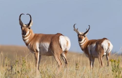 ТОП 5 самых быстрых животных в мире. Топ 10 Самые быстрые животные в мире