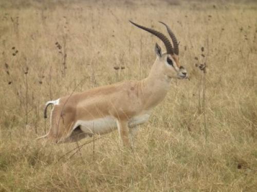 ТОП 5 самых быстрых животных в мире. Топ 10 Самые быстрые животные в мире