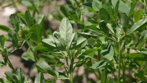 Пажитник — что это за растение?