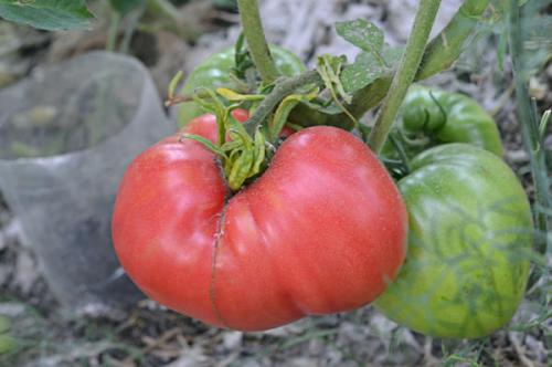 Томат Розовый мед