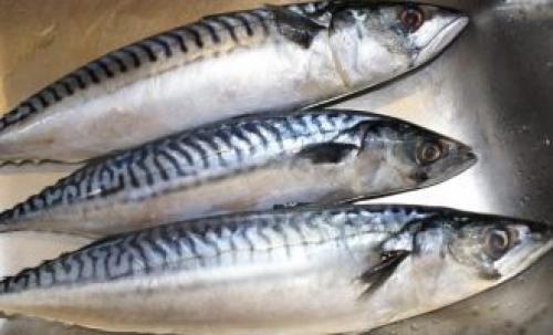 Салат с рыбой на зиму. Рецепты салата на зиму со скумбрией и другой рыбой