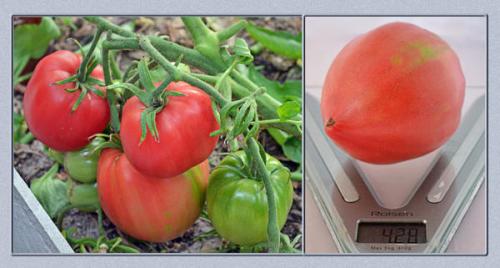 Томат Розовый мед