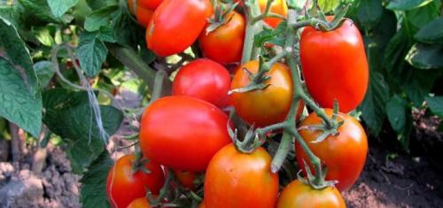 Розовая Стелла томат. Салатный томат Розовая стела