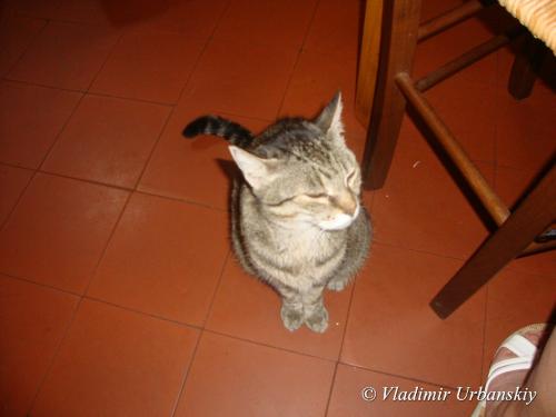 Банки для тирамису. Тирамису в стеклянных банках