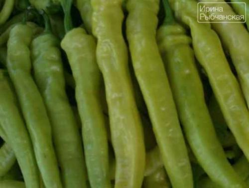 Горький перец маринованный по-армянски. Как приготовить на зиму бесподобный горький перец по армянски по настоящим проверенным рецептам?