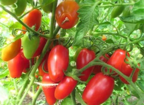 Розовая Стелла томат. Салатный томат Розовая стела