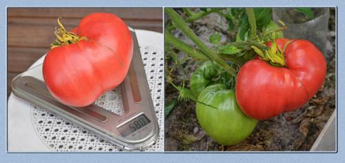 Томат Розовый мед