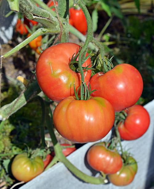 Томат Розовый мед