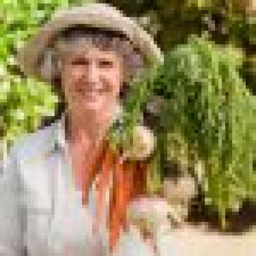 Помидор Мамин сибиряк. Молодой сорт для консервирования и свежих блюд — томат Мамин сибиряк: описание помидоров и характеристики