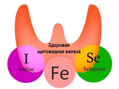 Йод в щитовидной железе: как происходит важнейший процесс