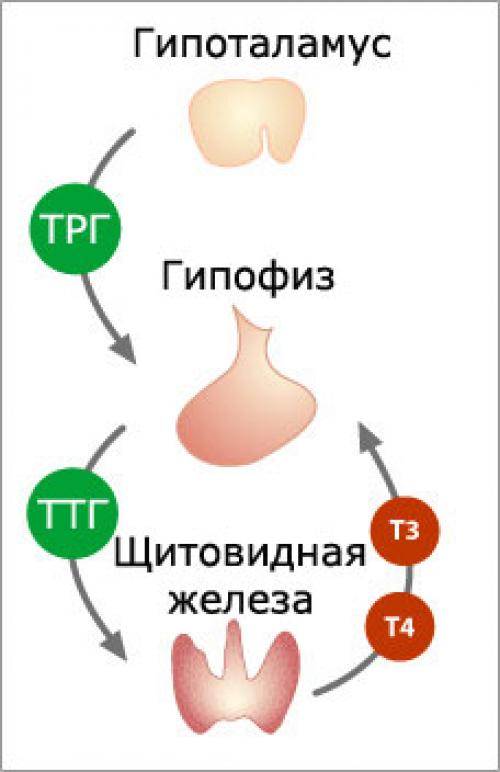 Схема тиреоидной оси