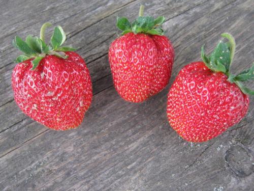 Смузи из замороженных ягод польза. Смузи из замороженных ягод — витаминный фейерверк зимой