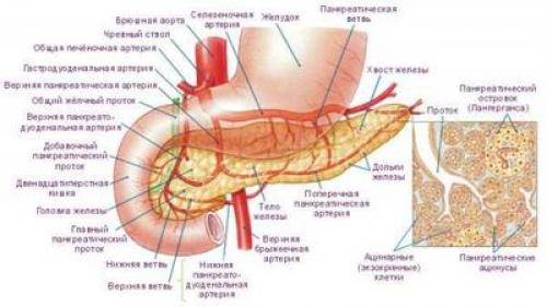 Удаление поджелудочной железы и жизнь без нее. Удаление головки поджелудочной железы 05