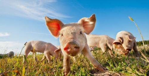 Растительные ферменты для пищеварения: что это такое и почему они важны 01 Растительные ферменты для пищеварения: что это такое и почему они важны 01