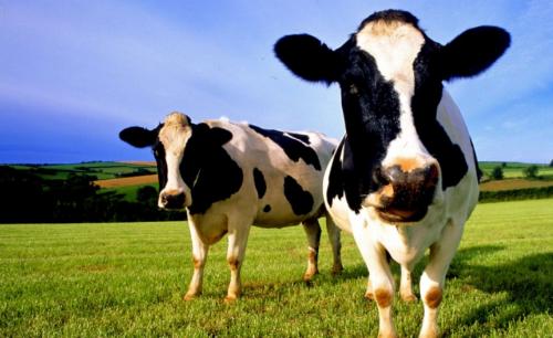 Растительные ферменты для пищеварения: что это такое и почему они важны 02 Растительные ферменты для пищеварения: что это такое и почему они важны 02