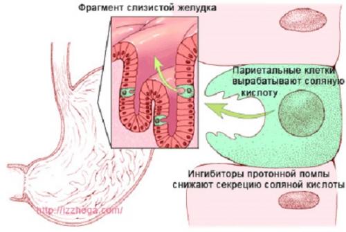 Ферментная терапия в гастроэнтерологии: современные подходы к лечению заболеваний желудочно-кишечного тракта