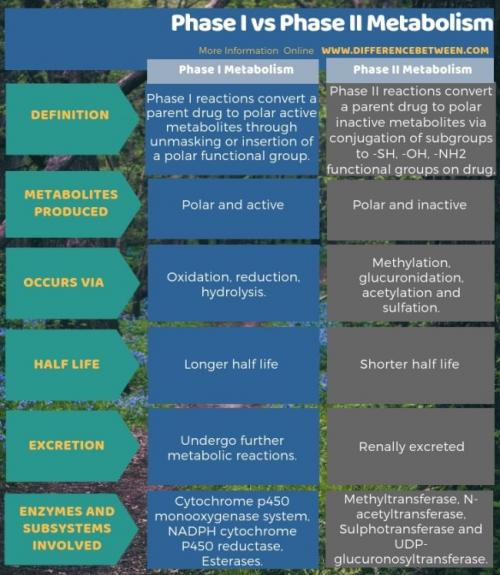 What Is Phase 3 Metabolism. Difference Between Phase I and Phase II Metabolism