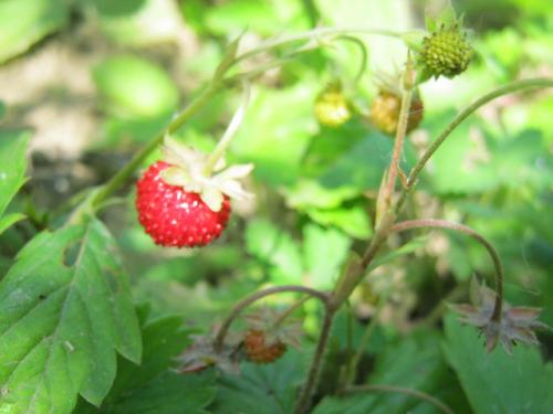 Как сделать смузи в блендере из замороженных ягод. Смузи из замороженных ягод — витаминный фейерверк зимой