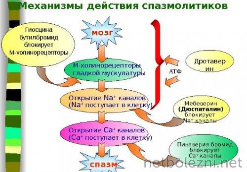 Как и чем снять приступ острого панкреатита. Какие факторы вызывают приступ острого панкреатита? 01