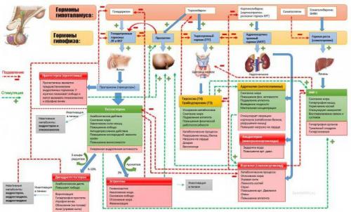 Железы человека. Эндокринная система и гормоны: что это