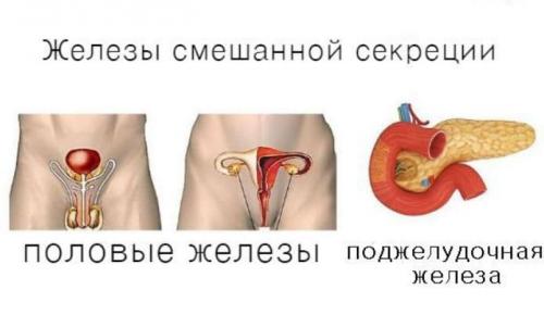 Железы внешней и смешанной секреции человека. Железы внешней, внутренней и смешанной секреции 01