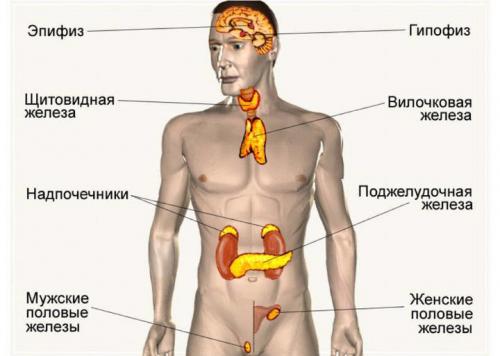 Что и куда выделяют железы внутренней, внешней и смешанной секреции. О функциях и значении желёз внутренней, внешней и смешанной секреции