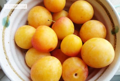 Слива противопоказания. Чем полезна слива для организма человека?