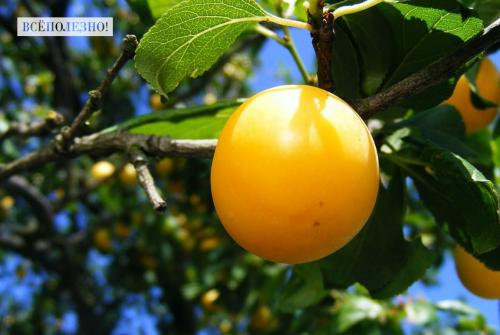 Слива противопоказания. Чем полезна слива для организма человека?