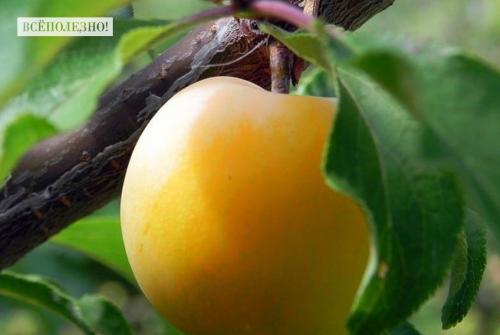 Слива противопоказания. Чем полезна слива для организма человека?