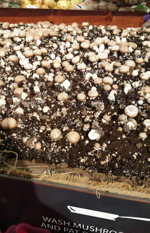 Интересные продукты питания. Неожиданные продукты, которые можно найти в магазинах разных стран (17 фото)