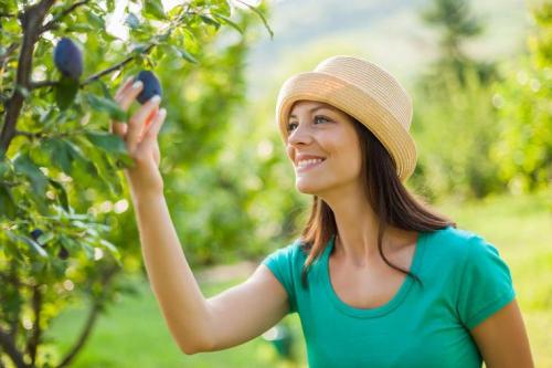 Сливы для красоты: как они влияют на здоровье кожи и волос 02