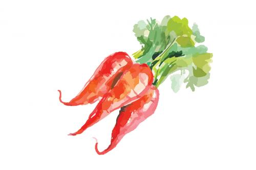 Самые полезные овощи. Какие овощи нужно есть каждый день?