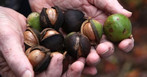 Орех макадамия почему с прорезью. Первичная обработка до надпиливания и очистки