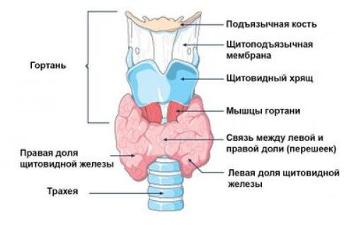 Ультразвуковое исследовние узлов щитовидной железы. Основные требования к протоколу УЗИ при узловой патологии щитовидной железы 01