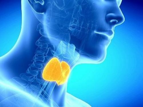 Что нужно щитовидной железе. Что необходимо знать о щитовидной железе каждому? 02