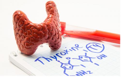 Что означают высокие уровни гормонов щитовидной железы. Александр Попандопуло, врач терапевт. Редактор А. Герасимова