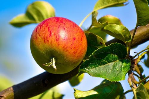 Смузи с зелёным яблоком. Смузи из яблок: чем полезны, рецепты, советы
