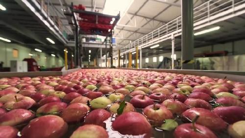 Не полезные фрукты. Вредные фрукты