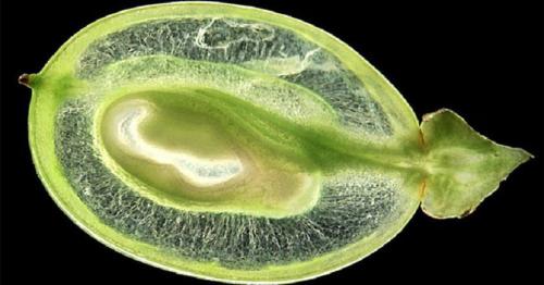 Не полезные фрукты. Вредные фрукты